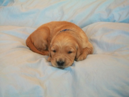 Picture of Black Puppy Paws 7